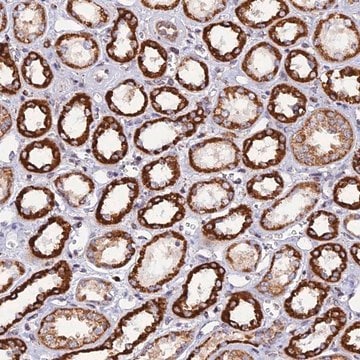 Anti-C19orf24 antibody produced in rabbit Prestige Antibodies&#174; Powered by Atlas Antibodies, affinity isolated antibody, buffered aqueous glycerol solution