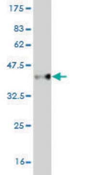 Monoclonal Anti-CBX2 antibody produced in mouse clone 3E2, purified immunoglobulin, buffered aqueous solution