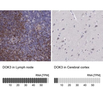 Anti-DOK3 Prestige Antibodies&#174; Powered by Atlas Antibodies, affinity isolated antibody