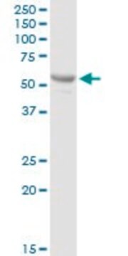 Anti-PTPN5 antibody produced in rabbit purified immunoglobulin, buffered aqueous solution