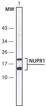 Anti-NUPR1 (47-60) antibody produced in rabbit IgG fraction of antiserum