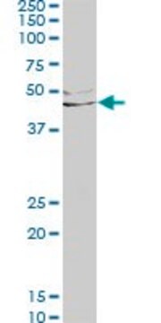 Monoclonal Anti-LEFTY1 antibody produced in mouse clone 2E10, purified immunoglobulin, buffered aqueous solution