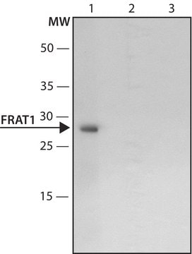 Anti-FRAT1 (C-terminal region) antibody produced in rabbit ~1.5&#160;mg/mL, affinity isolated antibody, buffered aqueous solution