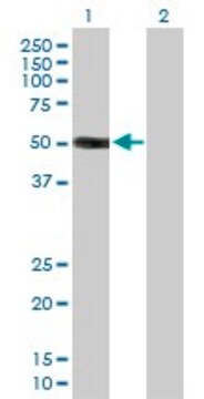 Anti-HS3ST3A1 antibody produced in mouse purified immunoglobulin, buffered aqueous solution