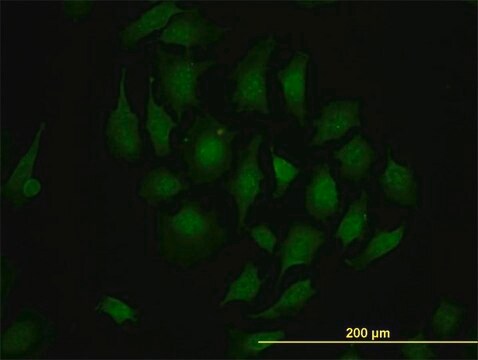 Monoclonal Anti-TBX3 antibody produced in mouse clone 8H3, purified immunoglobulin, buffered aqueous solution