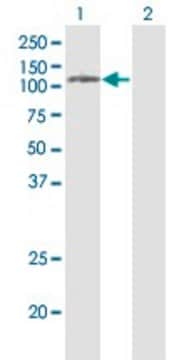 Monoclonal Anti-PLD2 antibody produced in mouse clone 1C5, purified immunoglobulin, buffered aqueous solution