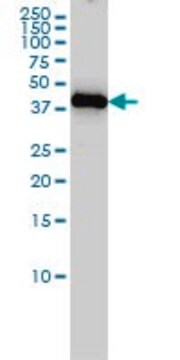 Monoclonal Anti-ING1 antibody produced in mouse clone 2F9, purified immunoglobulin, buffered aqueous solution