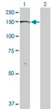 Anti-BMPR2 antibody produced in rabbit purified immunoglobulin, buffered aqueous solution