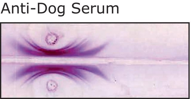 Anti-Dog Serum antibody produced in rabbit whole antiserum