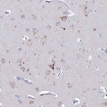 Anti-HS2ST1 antibody produced in rabbit Prestige Antibodies&#174; Powered by Atlas Antibodies, affinity isolated antibody, buffered aqueous glycerol solution