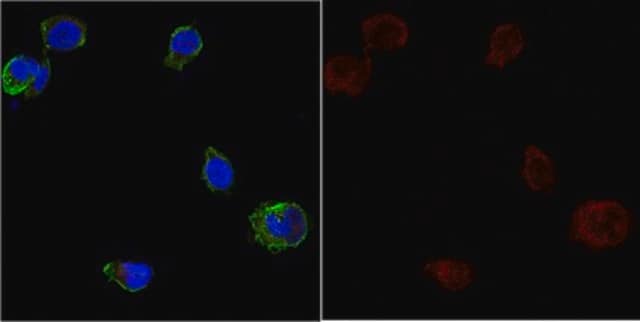 Anti-APP A4, a.a. 66-81 of APP {NT} Antibody, clone 22C11, Alexa Fluor&#8482; 647 Conjugate clone 22C11, from mouse, ALEXA FLUOR&#8482; 647