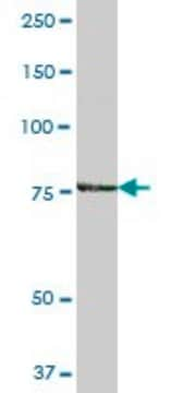 Anti-ARHGAP26 antibody produced in mouse IgG fraction of antiserum, buffered aqueous solution