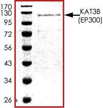 KAT3B (532-1153), GST tagged human recombinant, expressed in baculovirus infected Sf9 cells, &#8805;70% (SDS-PAGE), buffered aqueous glycerol solution