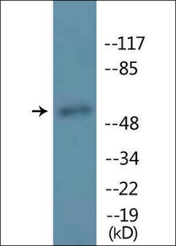 Anti-phospho-MITF (pSer180/73) antibody produced in rabbit affinity isolated antibody