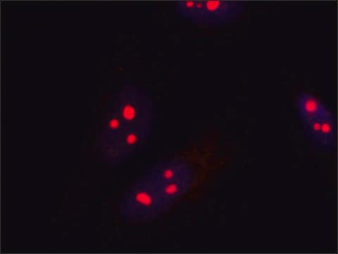 Anti-EXOSC5 (N-terminal) antibody produced in rabbit ~1.0&#160;mg/mL, affinity isolated antibody