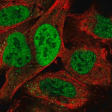 Anti-TATDN2 antibody produced in rabbit Prestige Antibodies&#174; Powered by Atlas Antibodies, affinity isolated antibody