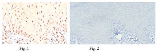 Anti-MiTF Antibody, clone 3D1.2 clone 3D1.2, from mouse