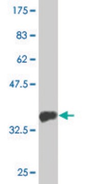 Monoclonal Anti-MTMR1 antibody produced in mouse clone 1F10, purified immunoglobulin, buffered aqueous solution