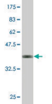 Monoclonal Anti-CPA2 antibody produced in mouse clone 2E11, purified immunoglobulin, buffered aqueous solution