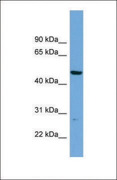 Anti-PNMAL1 antibody produced in rabbit affinity isolated antibody