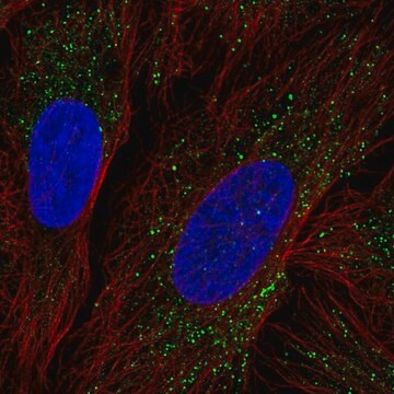 Anti-ZDHHC17 antibody produced in rabbit Prestige Antibodies&#174; Powered by Atlas Antibodies, affinity isolated antibody