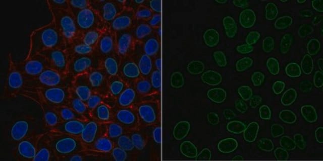 Anti-Lamin A/C Antibody, clone 2E8.2 Antibody, Alexa Fluor&#8482; 488 Conjugate clone 2E8.2, from mouse, ALEXA FLUOR&#8482; 488