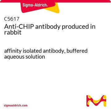 Anti-CHIP antibody produced in rabbit affinity isolated antibody, buffered aqueous solution