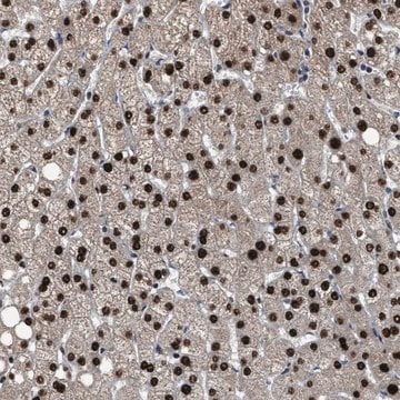 Anti-ZNF20 antibody produced in rabbit Prestige Antibodies&#174; Powered by Atlas Antibodies, affinity isolated antibody, buffered aqueous glycerol solution