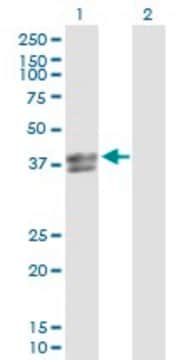 Anti-INHBE antibody produced in rabbit purified immunoglobulin, buffered aqueous solution