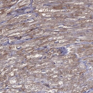 Anti-Mrpl46 Antibody Produced In Rabbit Prestige Antibodies&#174; Powered by Atlas Antibodies, affinity isolated antibody, buffered aqueous glycerol solution