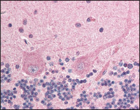 Anti-ING4 antibody produced in goat affinity isolated antibody, buffered aqueous solution