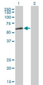 Anti-CCT8 antibody produced in mouse purified immunoglobulin, buffered aqueous solution