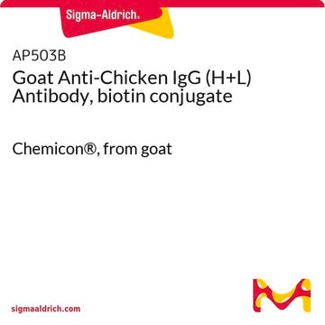 Goat Anti-Chicken IgG (H+L) Antibody, biotin conjugate Chemicon&#174;, from goat