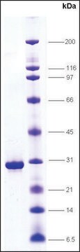 HMG1，天然来源：小牛胸腺 &#8805;85% (SDS-PAGE)