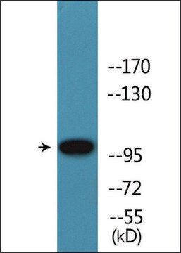 Anti-phospho-Retinoblastoma (pThr826) antibody produced in rabbit affinity isolated antibody