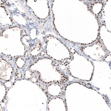 Monoclonal Anti-PIK3CB antibody produced in mouse Prestige Antibodies&#174; Powered by Atlas Antibodies, clone CL9518, purified immunoglobulin, buffered aqueous glycerol solution