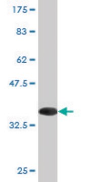 Monoclonal Anti-ARFIP2, (N-terminal) antibody produced in mouse clone 1D10, purified immunoglobulin, buffered aqueous solution