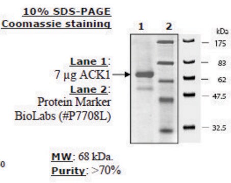 ACK1 Active human recombinant, expressed in baculovirus infected insect cells, &#8805;70% (SDS-PAGE)