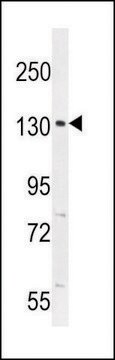 ANTI-CIC (N-TERM) antibody produced in rabbit IgG fraction of antiserum, buffered aqueous solution