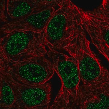 Anti-ZNF283 antibody produced in rabbit Prestige Antibodies&#174; Powered by Atlas Antibodies, affinity isolated antibody