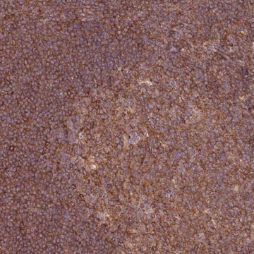 Anti-GGA1 antibody produced in rabbit Prestige Antibodies&#174; Powered by Atlas Antibodies, affinity isolated antibody, buffered aqueous glycerol solution