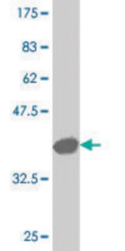 ANTI-LBX1 antibody produced in mouse clone 2G11, purified immunoglobulin, buffered aqueous solution