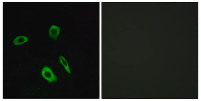 Anti-EDG7 antibody produced in rabbit affinity isolated antibody