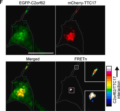 Anti-CATIP antibody produced in rabbit Prestige Antibodies&#174; Powered by Atlas Antibodies, affinity isolated antibody, buffered aqueous glycerol solution