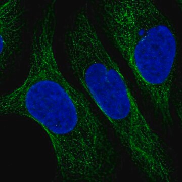 Anti-CNFN antibody produced in rabbit Prestige Antibodies&#174; Powered by Atlas Antibodies, affinity isolated antibody