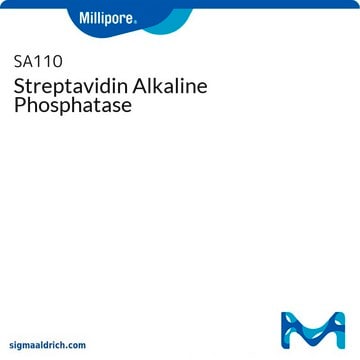 Streptavidin Alkaline Phosphatase