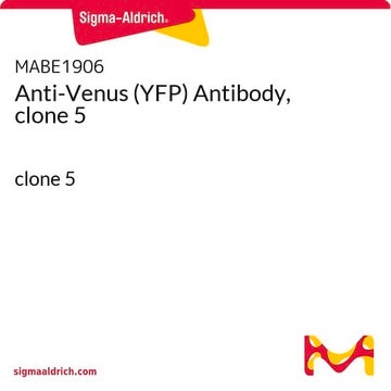 Anti-Venus (YFP) Antibody, clone 5 clone 5