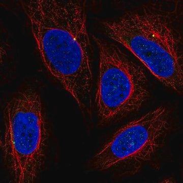 Anti-CEP19 antibody produced in rabbit Prestige Antibodies&#174; Powered by Atlas Antibodies, affinity isolated antibody