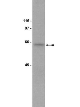 Anti-MARCKS Antibody, clone 2F12 ascites fluid, clone 2F12, Upstate&#174;