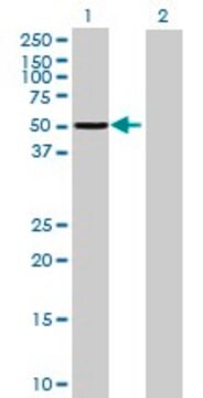 Anti-PPP1R12B antibody produced in mouse purified immunoglobulin, buffered aqueous solution